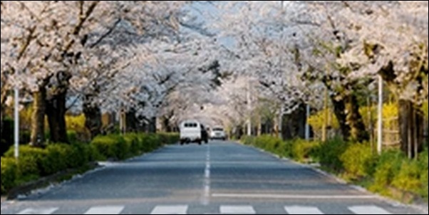 桜並木