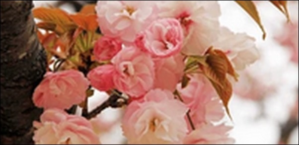 桜モチーフお守り