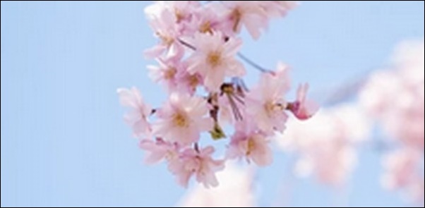 満開の桜