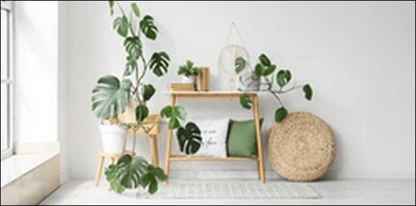 恋愛運アップ観葉植物8選！日常の空間づくりが気持ちに影響します。