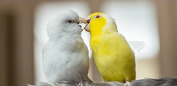 ペアの動物が寄り添う写真