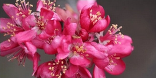 ピンク色の花