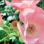 恋愛運アップ観葉植物8選!日常の空間づくりが気持ちに影響します。