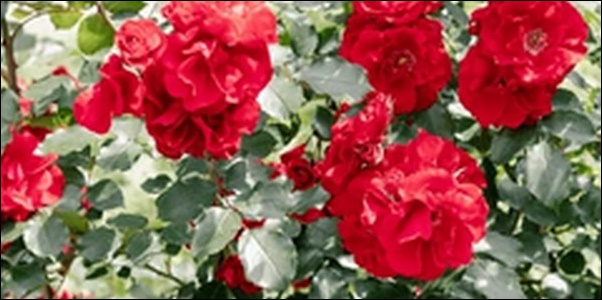 バラの花